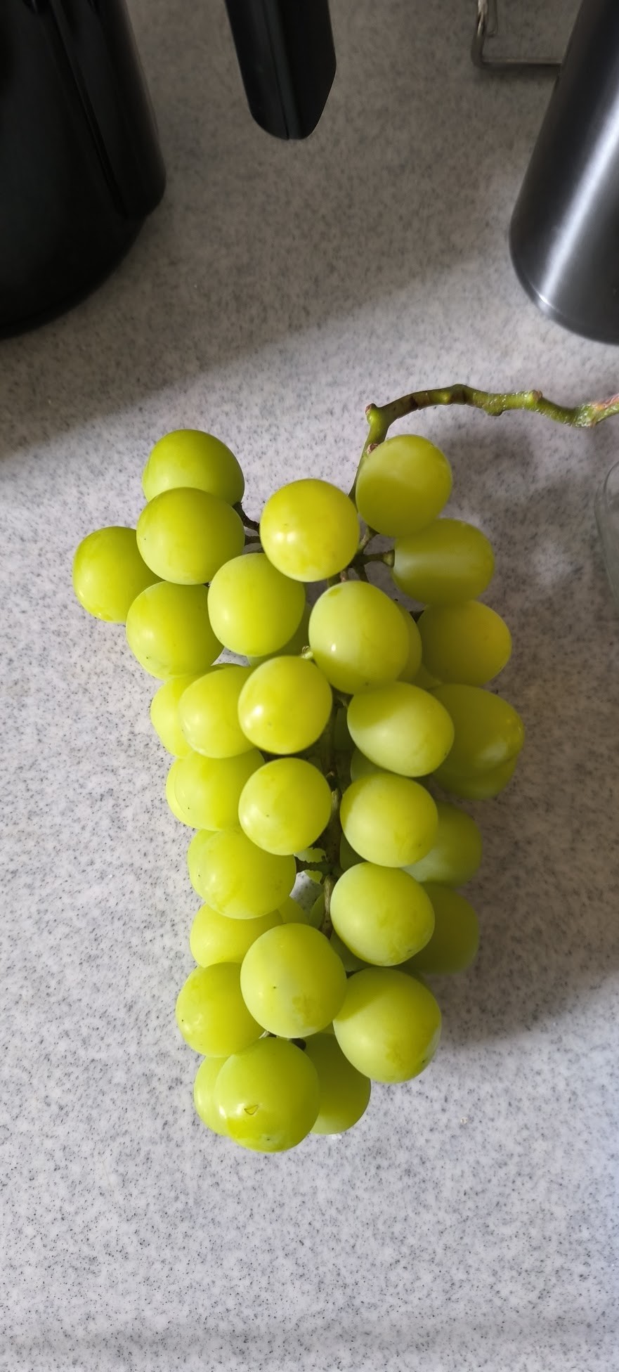 収穫したシャインマスカット