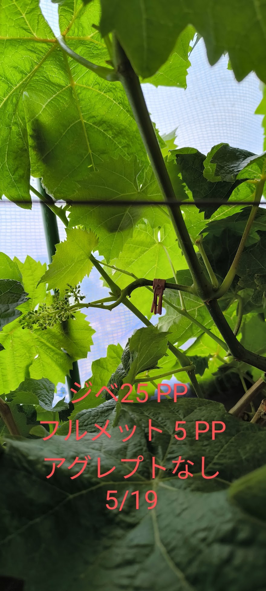 ジベレリン処理メモ