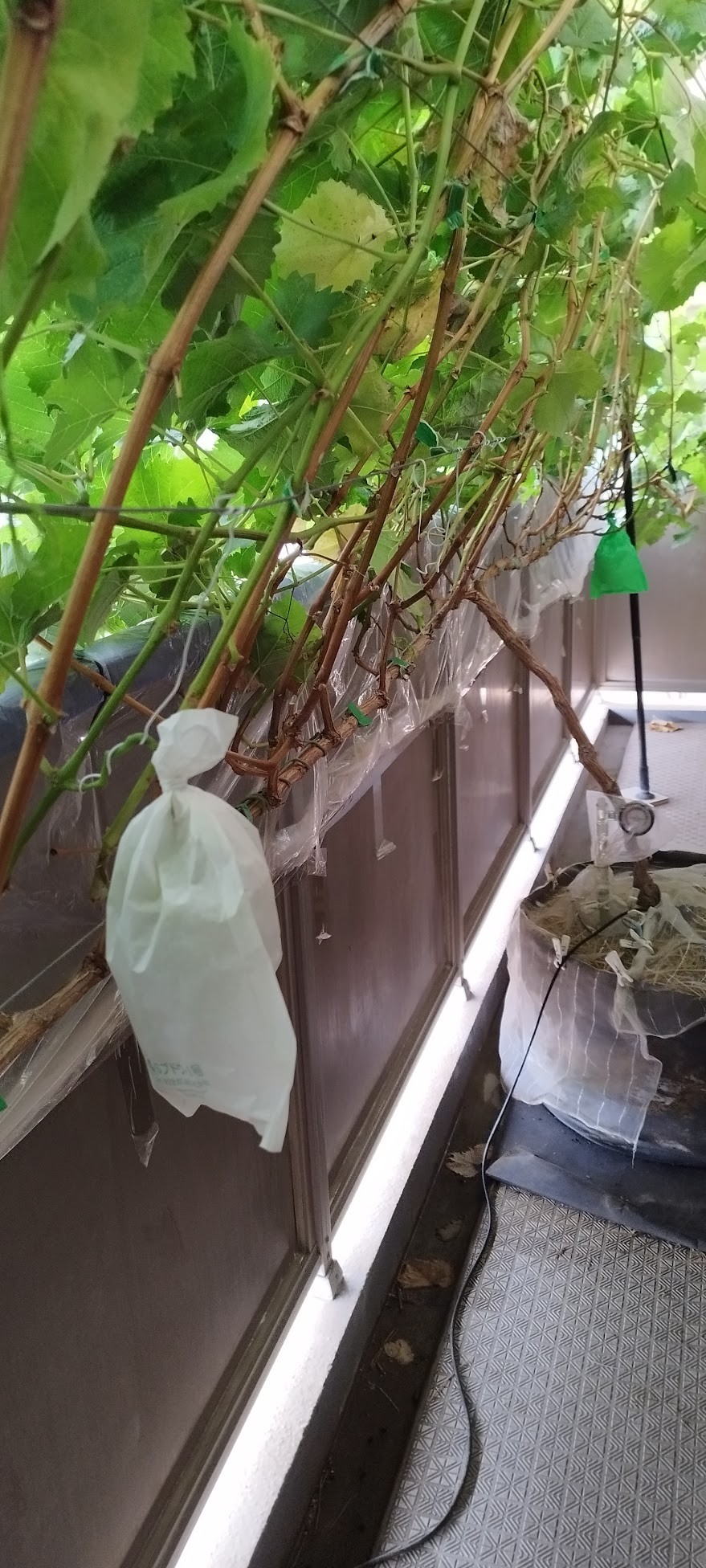 白袋ベランダ全体