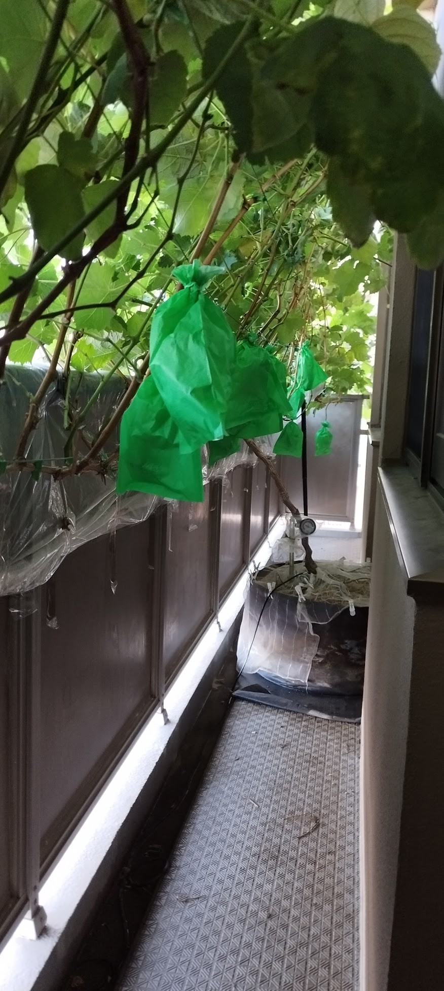 緑袋ベランダ全体