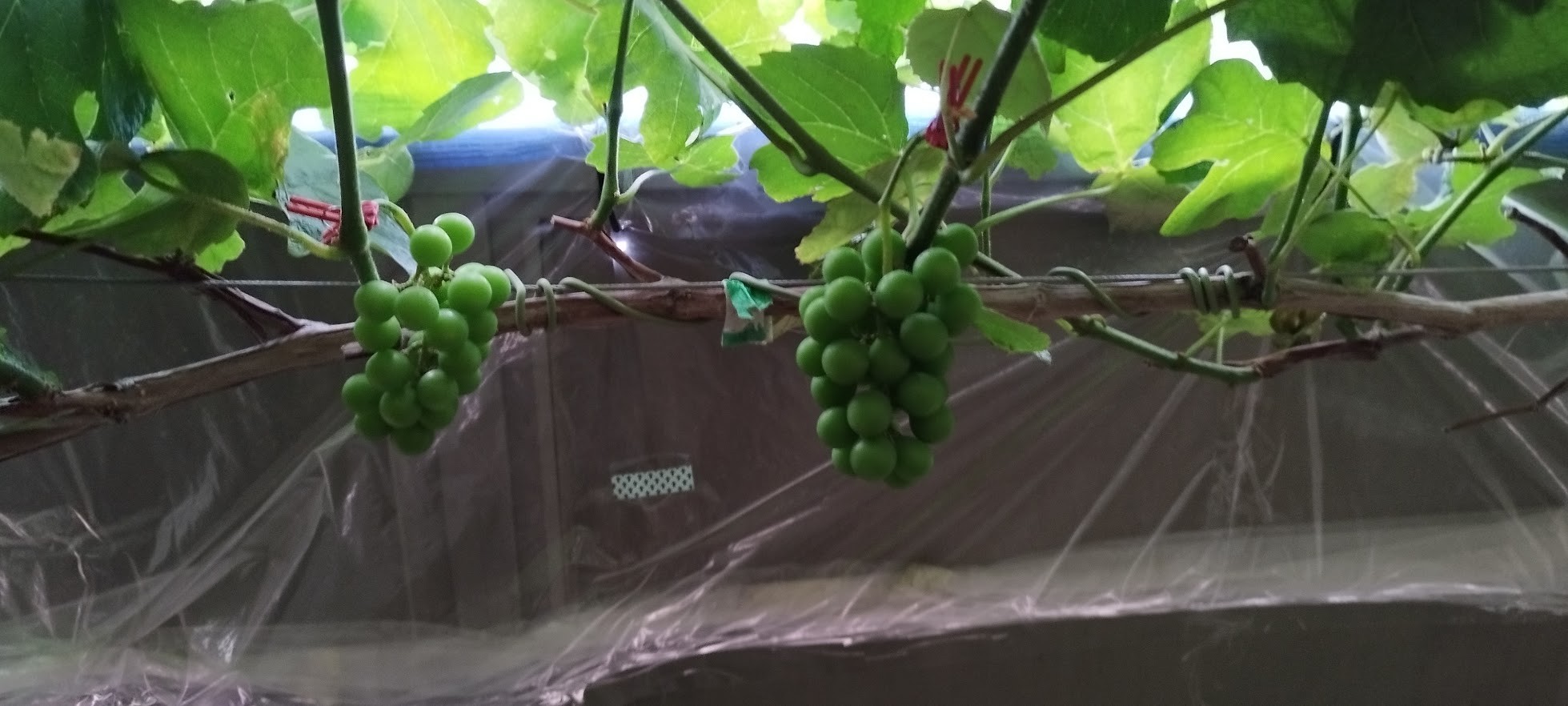 粒が育ってきた