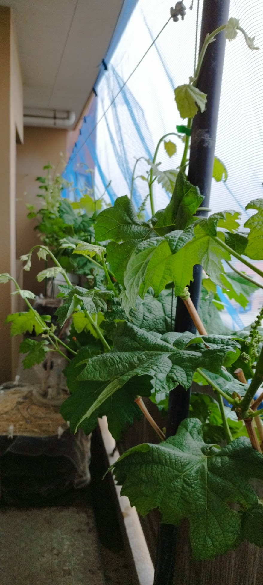 開花・ベランダ全体