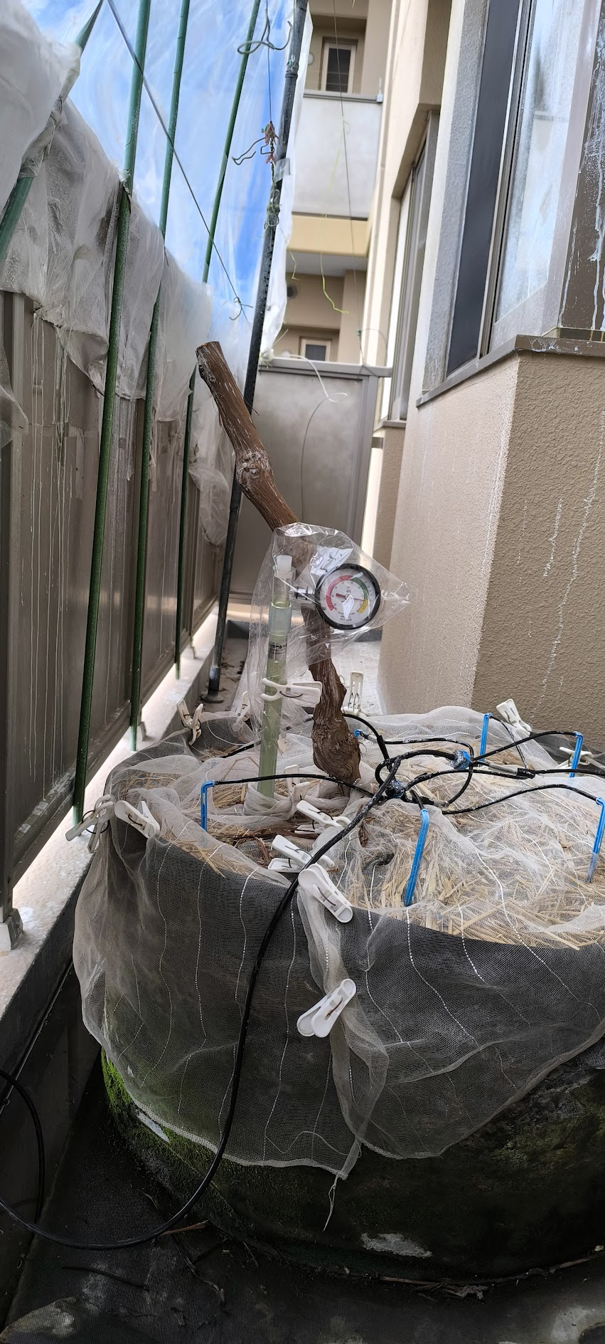 2026年 シャインマスカット