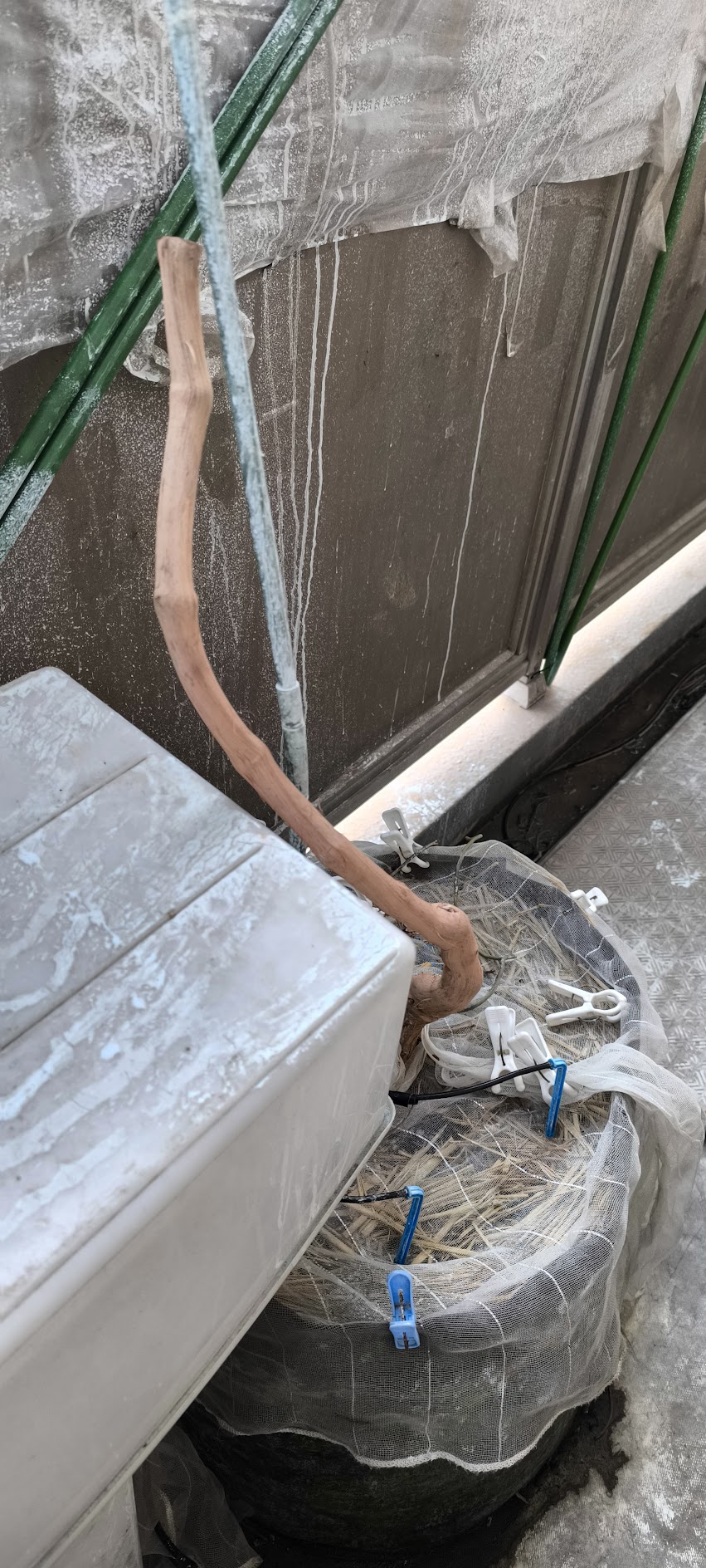 2026年 ニューナイヤガラ