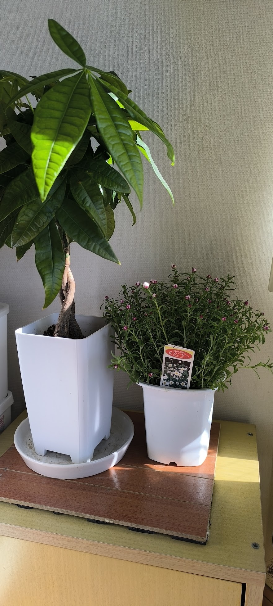 パキラとハナカンザシ