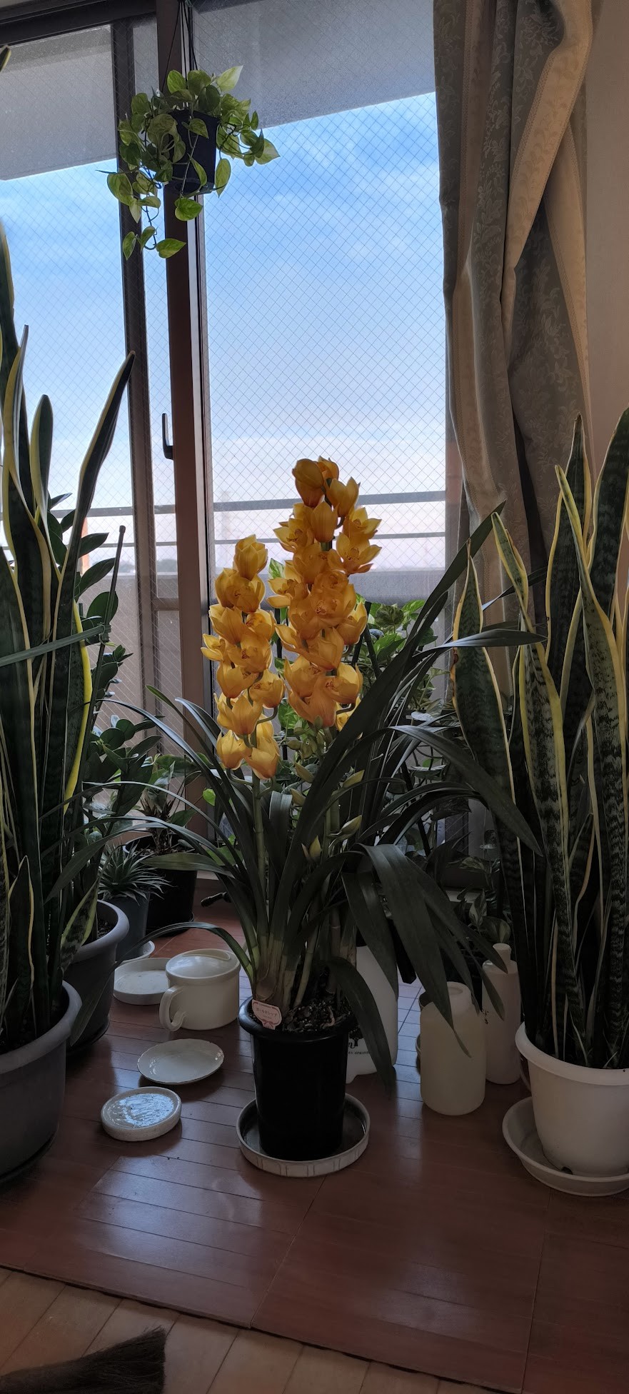 シンビジウムとサンスベリア