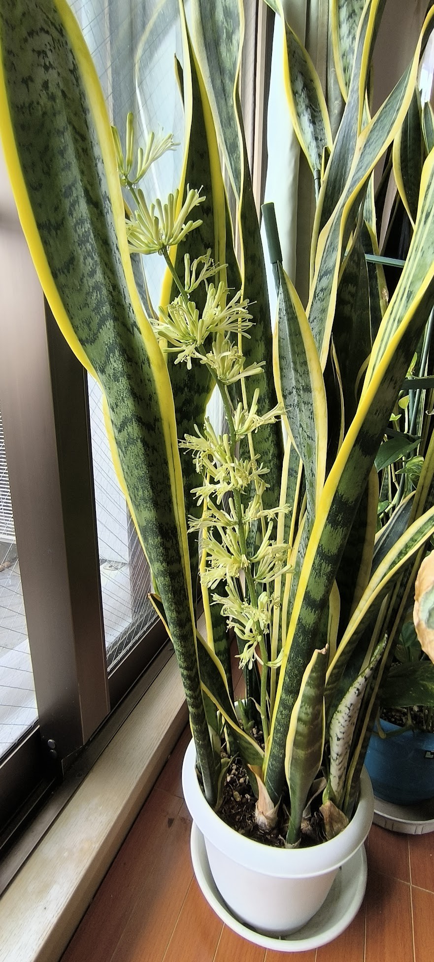 サンスベリアの花